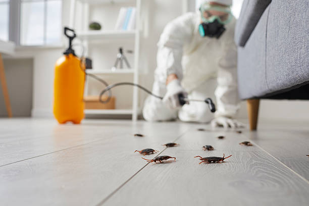 Trusted Cockroach Control service in Princeton, MN - Nex Pest Control